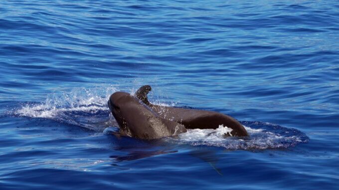 From Funchal: Ecological Catamaran Dolphin Whale Watching - Guest Feedback and Ratings