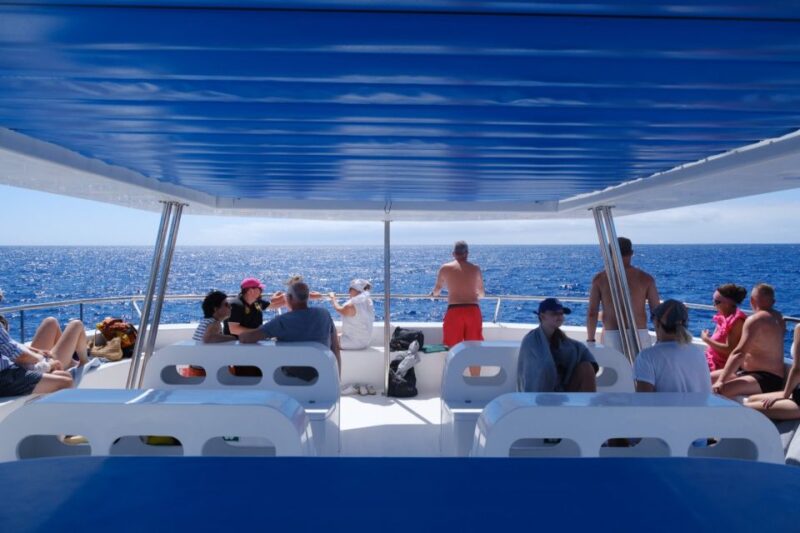 From Funchal: Ecological Catamaran Dolphin Whale Watching - Offshore Wildlife Viewing Itinerary