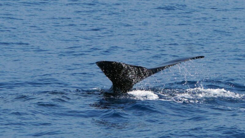 From Funchal: Ecological Catamaran Dolphin Whale Watching - Professional Spotters and Sightings