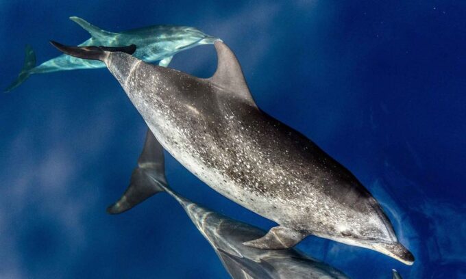From Funchal: Ecological Catamaran Dolphin Whale Watching - Booking and Cancellation Policies