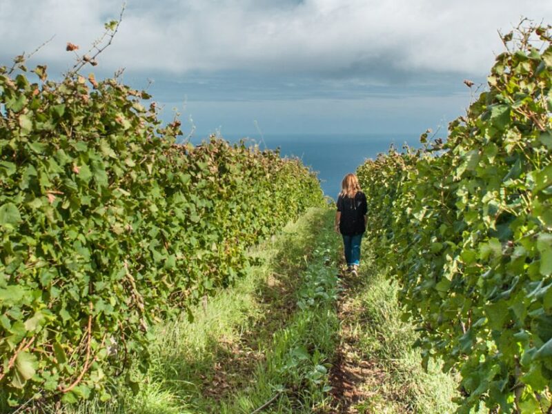 From Funchal: Full-Day Madeira Wine Tour With Lunch - Blandys Wine Lodges