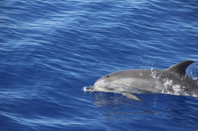 From Funchal: Madeira Dolphin and Whale Watching Tour - Tour Availability and Duration