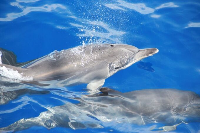 From Funchal: Madeira Dolphin and Whale Watching Tour - Wildlife Sighting Guarantee