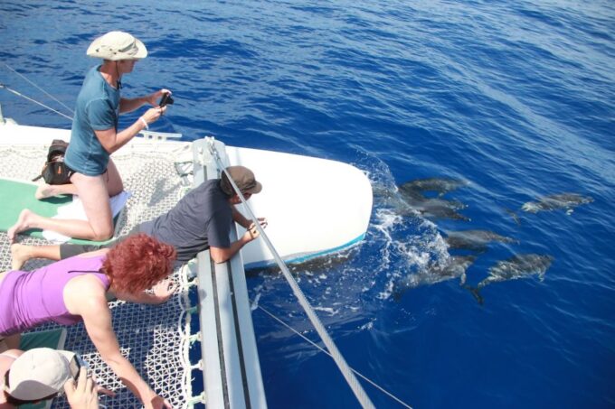 From Funchal: Madeira Dolphin and Whale Watching Tour - Frequently Asked Questions