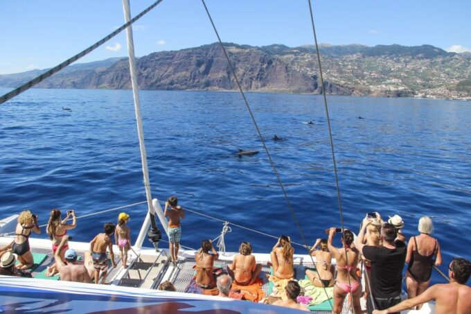 From Funchal: Madeira Dolphin and Whale Watching Tour - Wildlife Sighting Guarantee