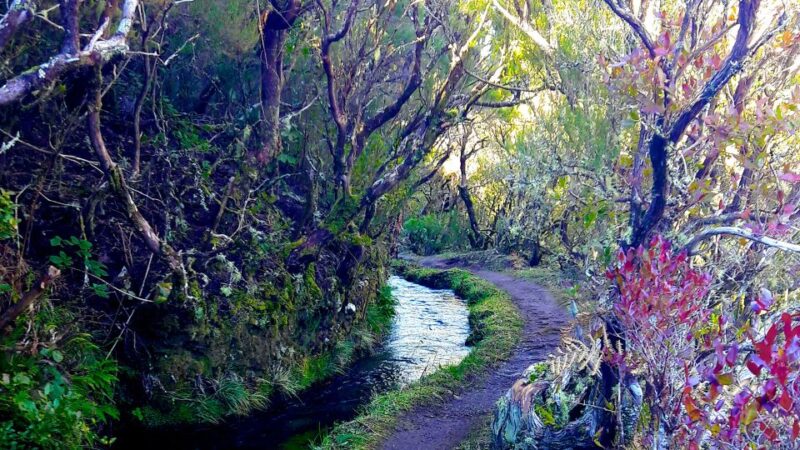 From Funchal: Madeira Lakes Levada Guided Hike - Experience Highlights