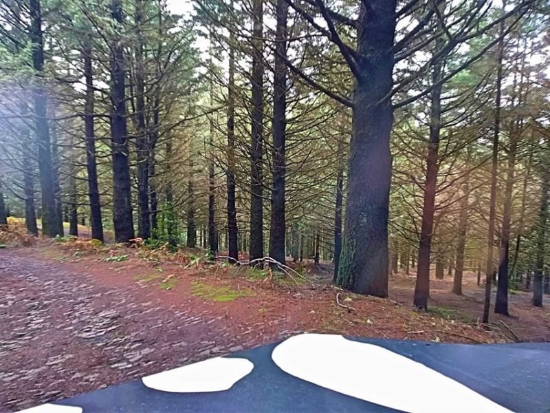 From Funchal: Pico Do Areiro and Santana Full-Day Jeep Tour - Customer Reviews and Ratings