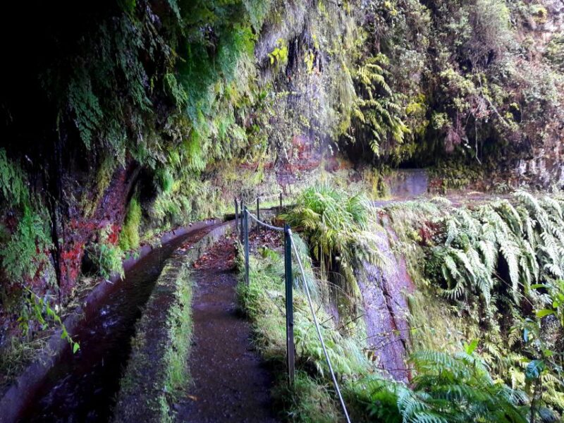 From Funchal: São Jorge Valleys Levada Walk - Language and Group Options