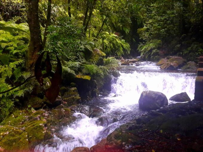 From Funchal: São Jorge Valleys Levada Walk - Learning About Native Flora