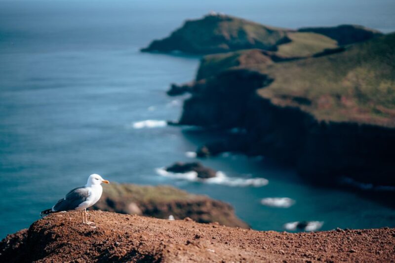 From Funchal: Transfer to Ponta De São Lourenço/ Caniçal - Overview and Pricing