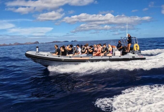 From Funchal: Whale and Dolphin Watching - Reservation and Cancellation