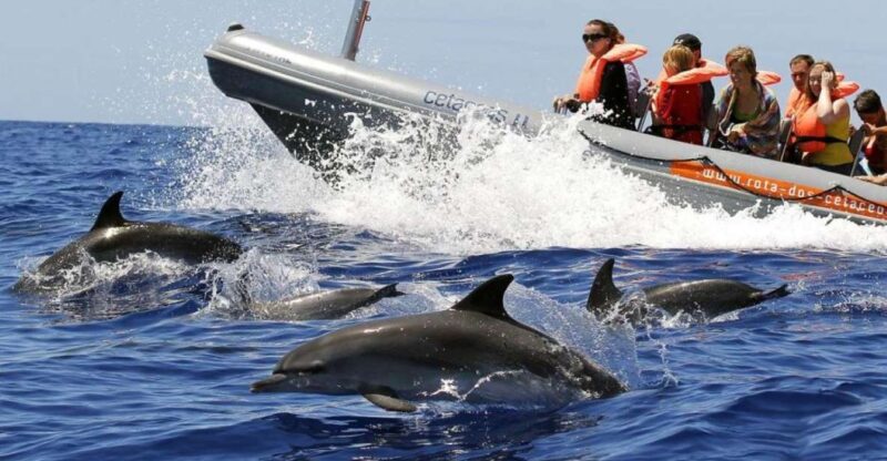 From Funchal: Whale and Dolphin Watching - Pricing and Booking