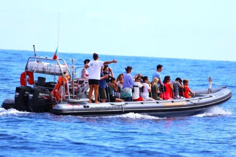 From Funchal: Whale and Dolphin Watching - Marine Life Encounters