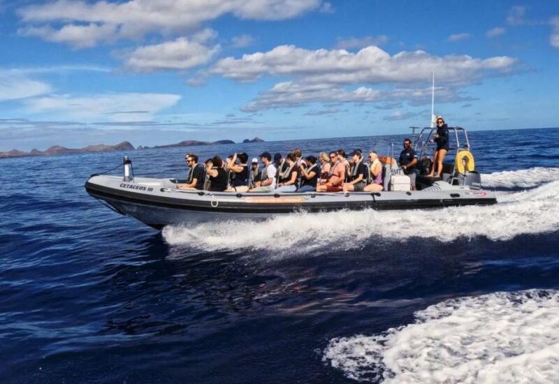 From Funchal: Whale and Dolphin Watching - Tour Guidance and Amenities