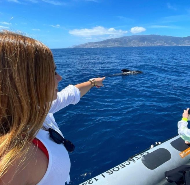 From Funchal: Whale and Dolphin Watching - Reservation and Cancellation
