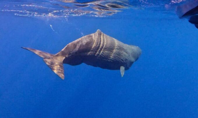 From Funchal: Whale and Dolphin Watching - Frequently Asked Questions