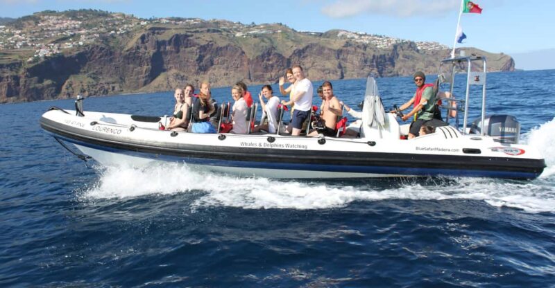 From Funchal: Whales and Dolphin Adventure Tour - Experience Highlights