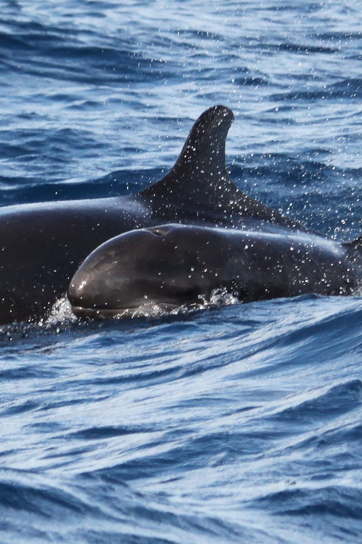 From Funchal: Whales and Dolphin Adventure Tour - Customer Reviews