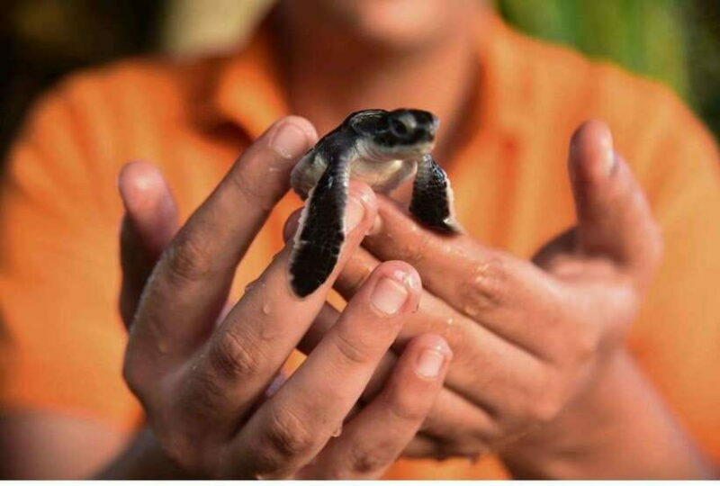 From Galle: Exclusive Madu River Safari & Turtle Hatchery - A Closer Look at the Galle: Exclusive Madu River Safari & Turtle Hatchery
