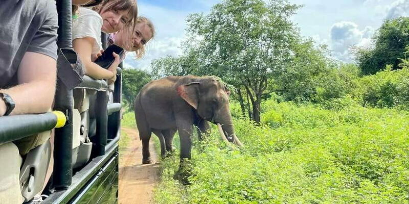 From Galle/Hikkaduwa/Mirissa Trip to Udawalawe Safari Tour - Who Should Consider This Tour?
