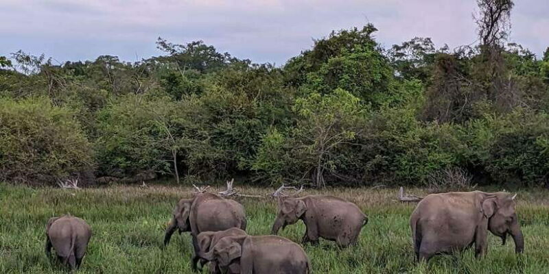 From Galle/Hikkaduwa/Mirissa Trip to Udawalawe Safari Tour - FAQs