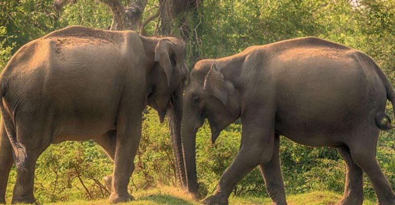From Galle/Hikkaduwa:Private Half-Day Leopard Safari in Yala - Itinerary and Highlights