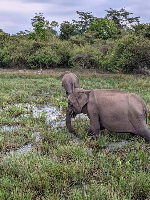 From Galle/ Mirissa/ Tangalle : Udawalawa Safari & Drop Ella - The Sum Up