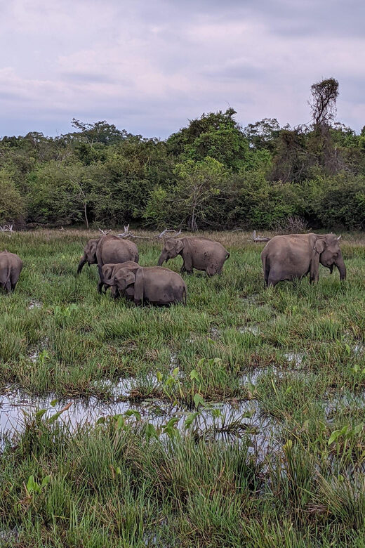 From Galle/ Mirissa/ Tangalle : Udawalawa Safari & Drop Ella - FAQs