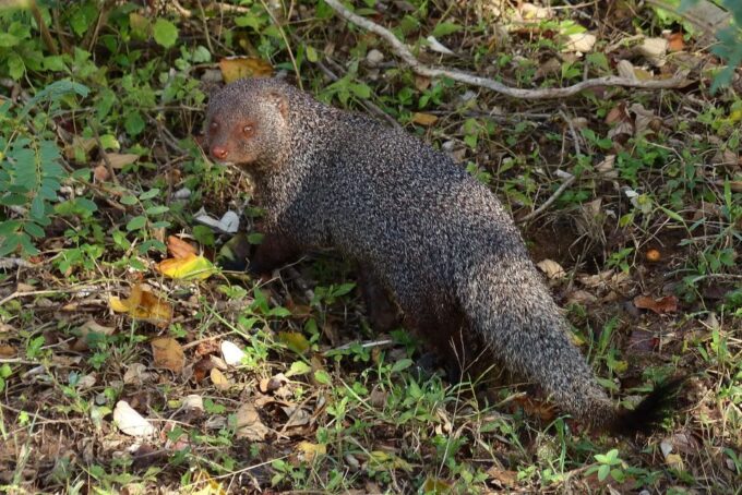 From Galle or Mirissa: Yala Safari With Lunch at Campsite - Departure and Duration
