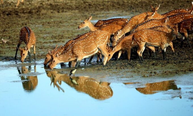 From Galle or Mirissa: Yala Safari With Lunch at Campsite - Frequently Asked Questions