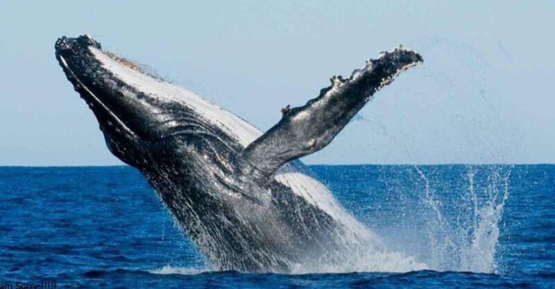 From Galle/Unawatuna: Whales & Dolphin Magic: Ocean Odyssey - Itinerary and Highlights