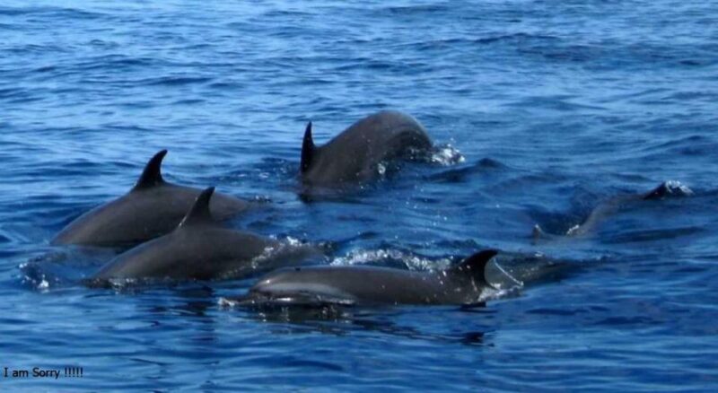 From Galle/Unawatuna: Whales & Dolphin Magic: Ocean Odyssey - Pickup and Transportation