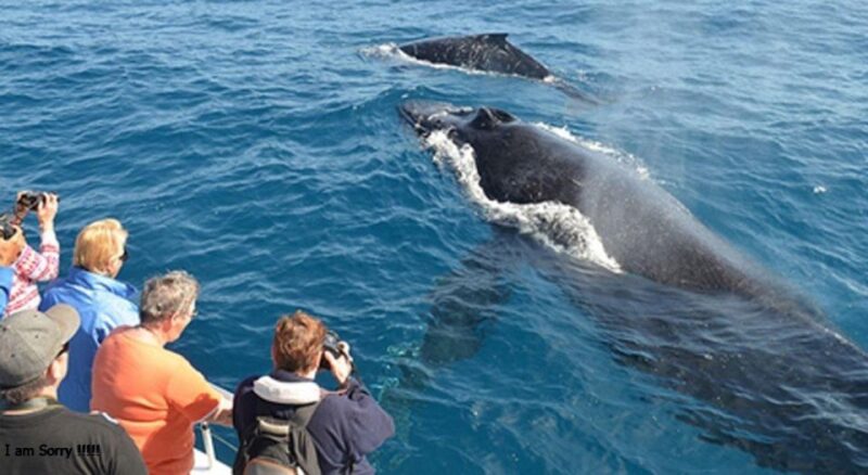From Galle/Unawatuna: Whales & Dolphin Magic: Ocean Odyssey - Inclusions and Exclusions