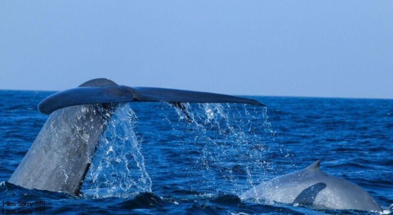 From Galle/Unawatuna: Whales & Dolphin Magic: Ocean Odyssey - Marine Conservation