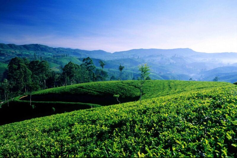 From Galle/Weligama/Mirissa: Day Trip to Ella Highlands - Marvel at Ravana Falls