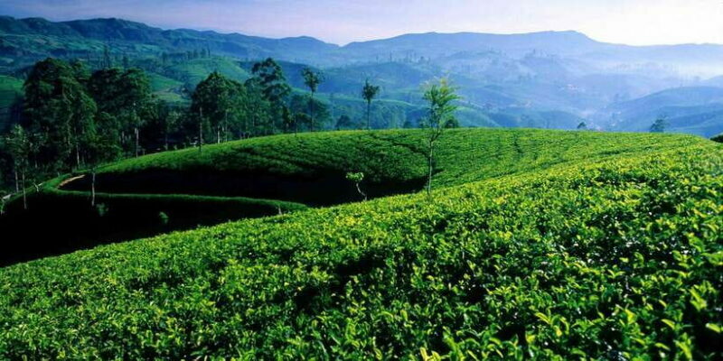 From Galle/Weligama/Mirissa: Day Trip to Experience Ella - An In-Depth Look at the Tour Experience