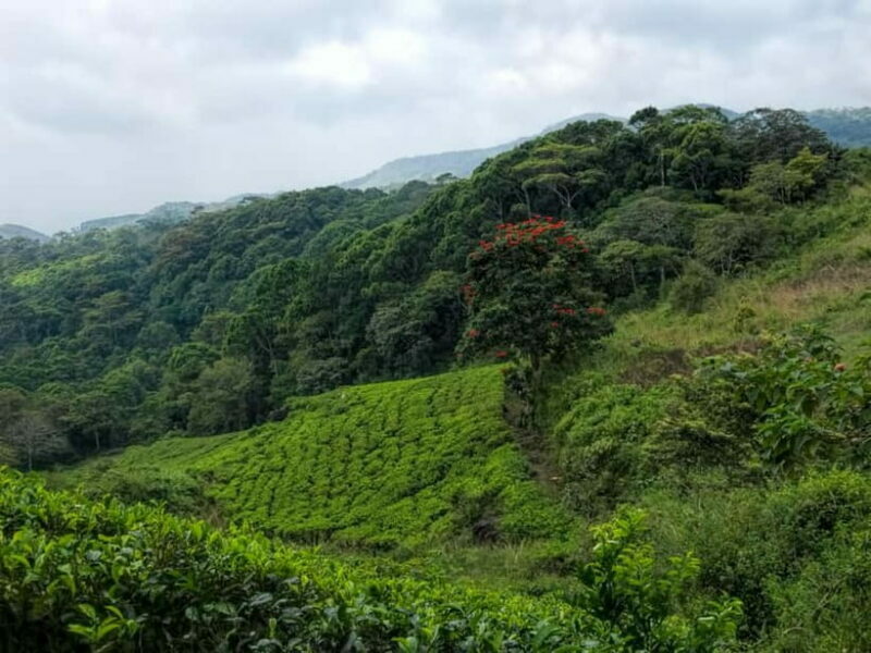 From Galle/Weligama/Mirissa/Matara: Day Trip to Sinharaja - Who Should Consider This Tour?
