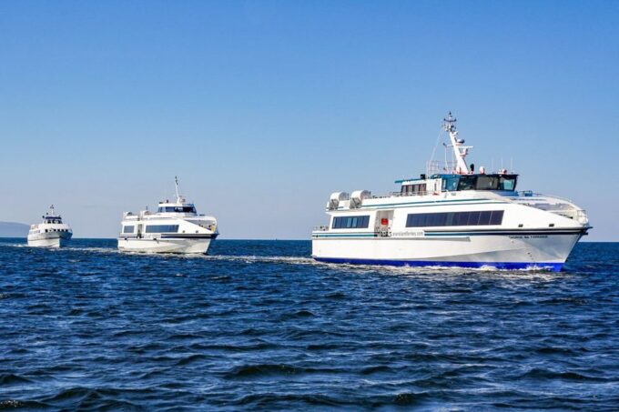 From Galway: Aran Islands & Cliffs of Moher Day Cruise - Potential Wildlife Sightings