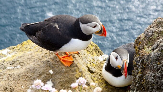 From Galway: Cliffs of Moher and The Burren Full Day Tour - Tour Suitability