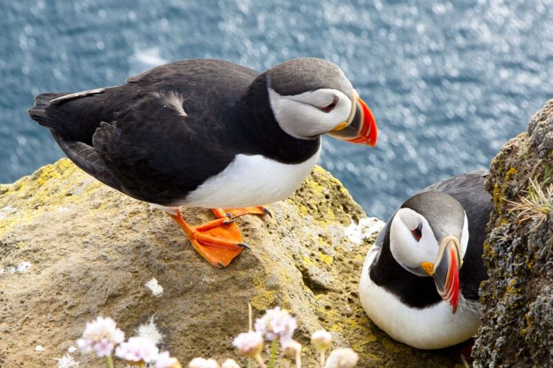From Galway: Cliffs of Moher Half-Day Express Trip - Customer Feedback