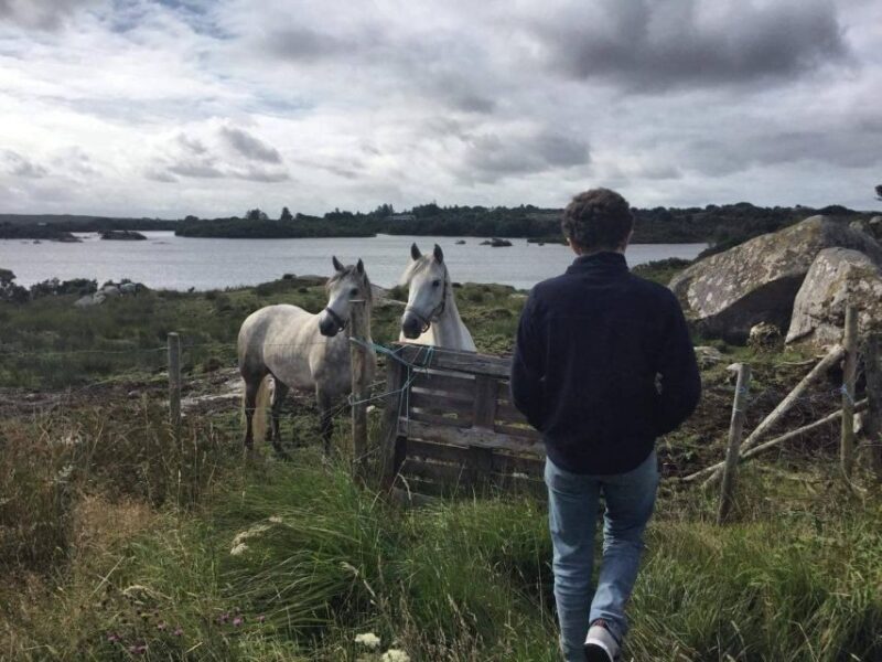 From Galway: Connemara and Connemara National Park Day Trip - Tour Features