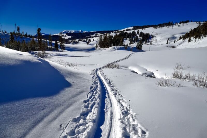 From Gardiner: Guided Yellowstone Cross-Country Skiing Tour - Experience Highlights
