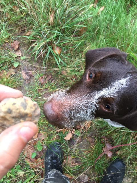 From Gavi: Piedmont Truffle Hunting Experience With Tasting - Key Points