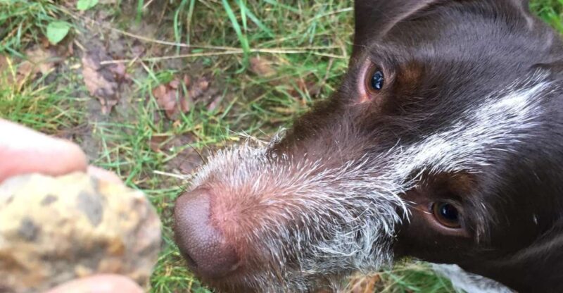 From Gavi: Piedmont Truffle Hunting Experience With Tasting - Truffle and Wine Tasting