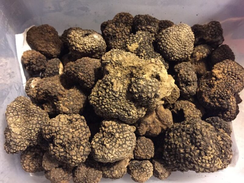From Gavi: Piedmont Truffle Hunting Experience With Tasting - Customer Ratings and Reviews