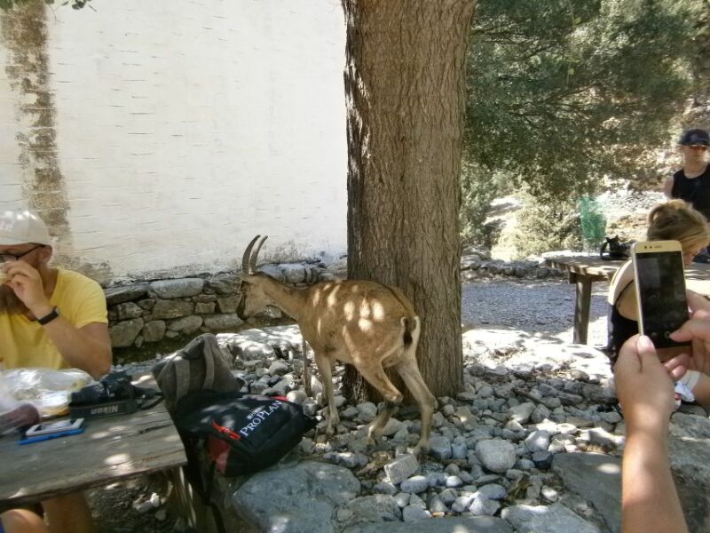 From Georgioupolis: Roundtrip Transfer to Samaria Gorge - Pricing and Inclusions