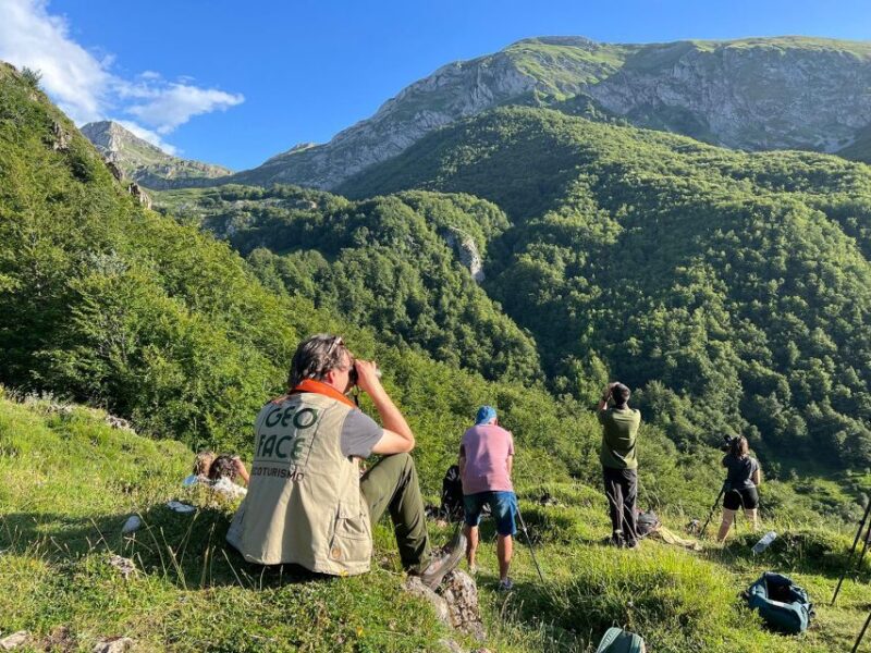 From Gijón, Oviedo or Pola De Somiedo: Brown Bear Spotting - Key Points