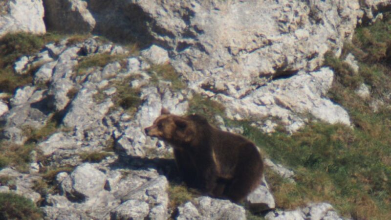 From Gijón, Oviedo or Pola De Somiedo: Brown Bear Spotting - Highlights of the Experience