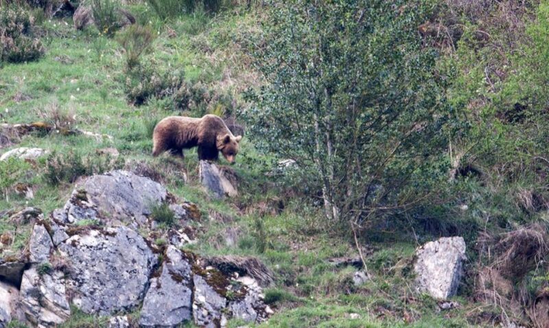 From Gijón, Oviedo or Pola De Somiedo: Brown Bear Spotting - Somiedos Natural History