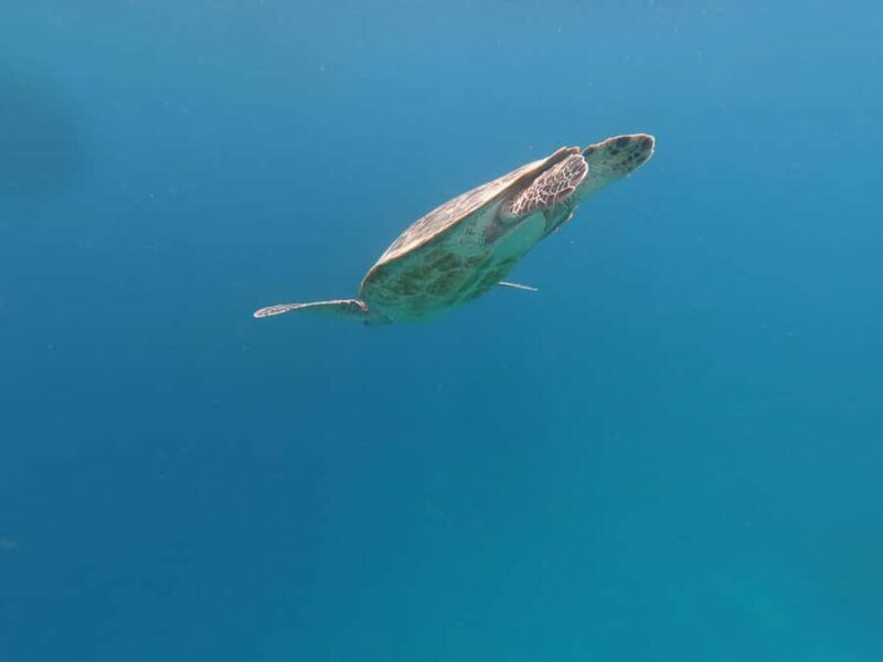 From Gili Air/Trawangan: Glass-Bottom Boat with Snorkeling - Pricing and Value